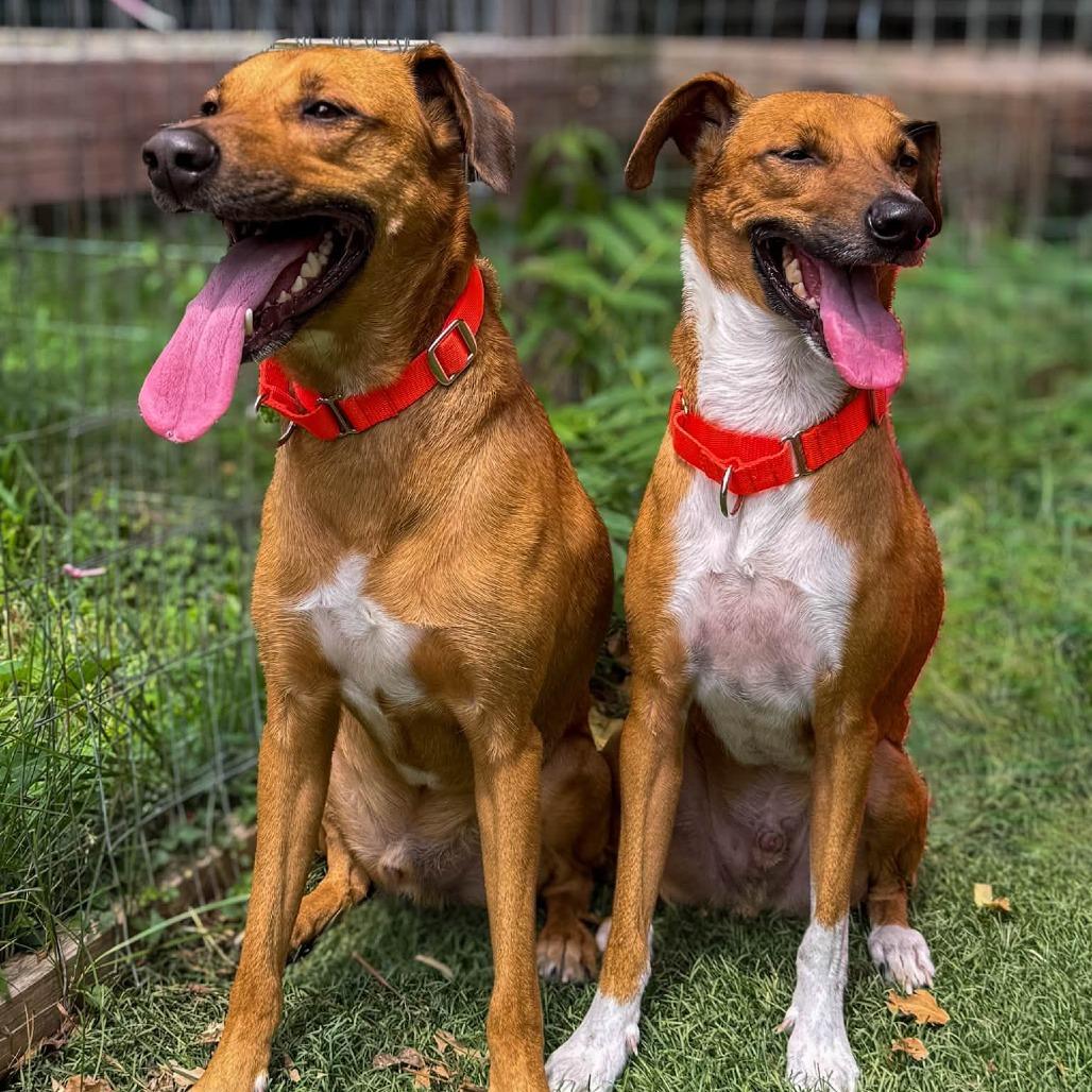 Enzo, Adoptable, Adult Male Mixed Breed.