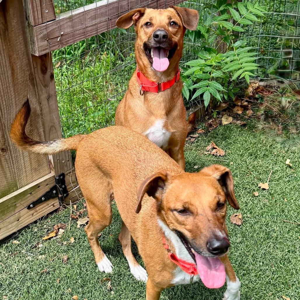 Enzo, a Adoptable Mixed Breed in Baltimore, MD image 2/6