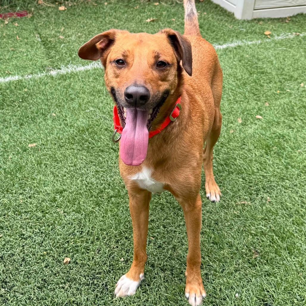 Enzo, a Adoptable Mixed Breed in Baltimore, MD image 4/6
