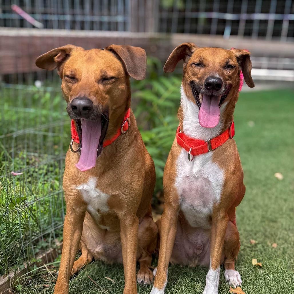 Enzo, a Adoptable Mixed Breed in Baltimore, MD image 5/6