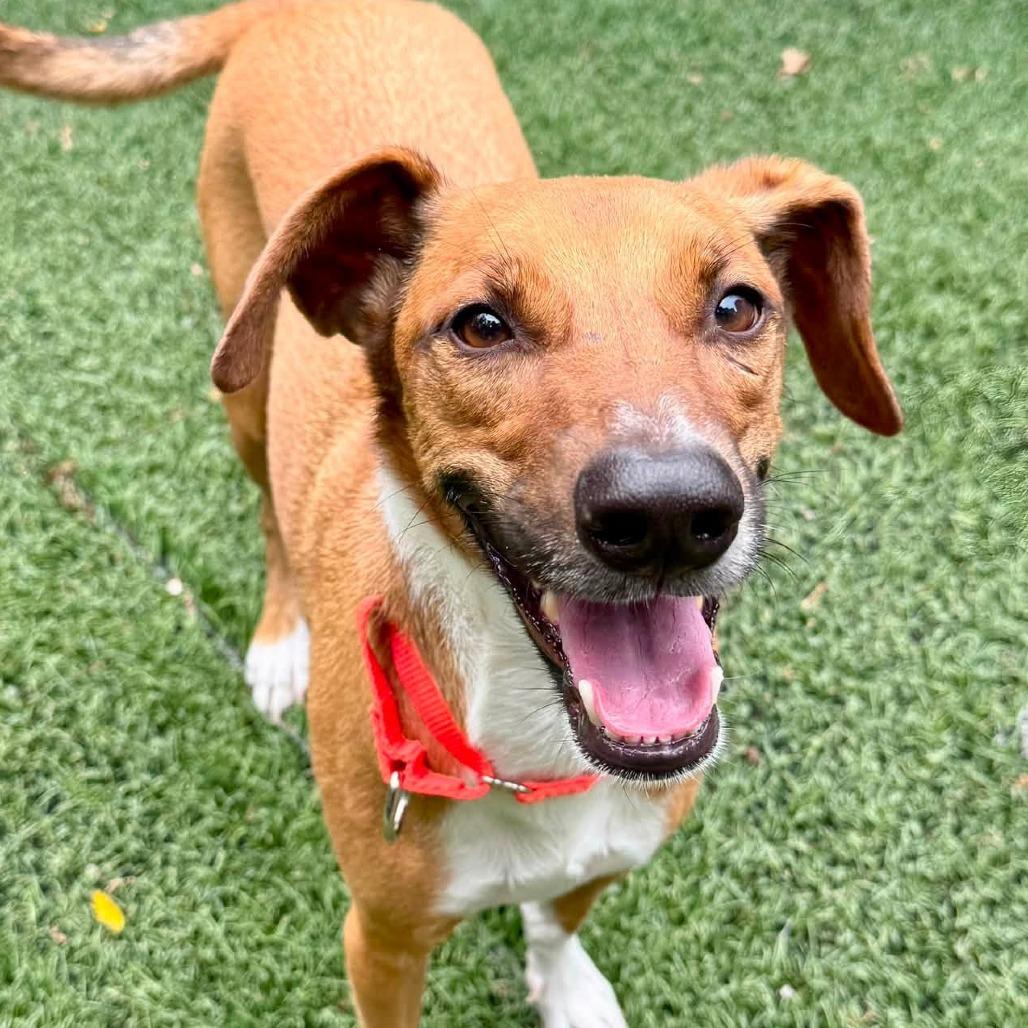 Enzo, a Adoptable Mixed Breed in Baltimore, MD image 6/6