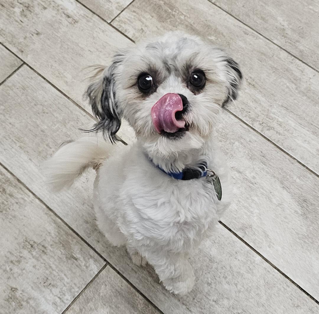 Enlarge FREDDIE, an adopted Shih Tzu in Fenton, MI image 4/6