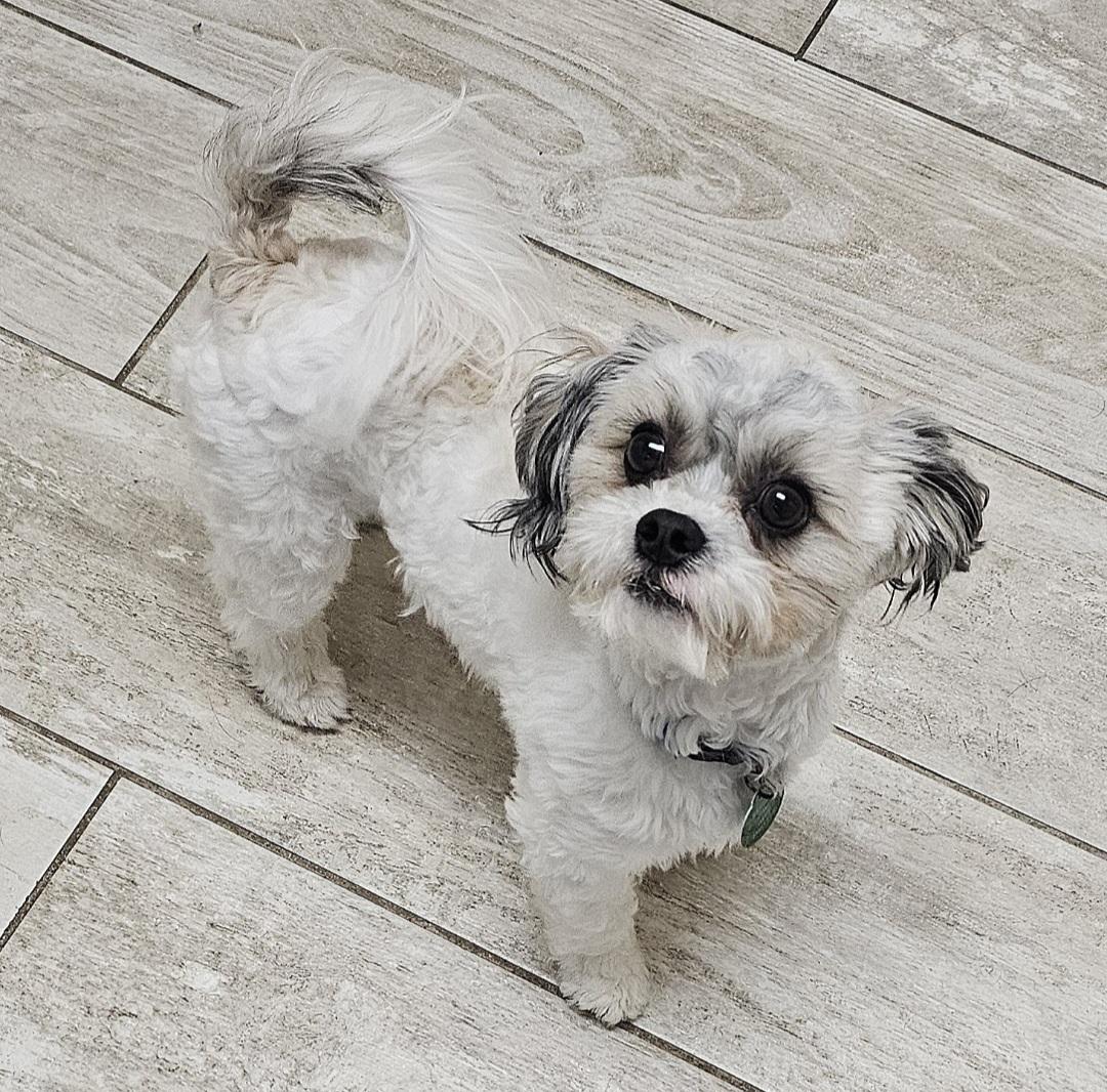Enlarge FREDDIE, an adopted Shih Tzu in Fenton, MI image 2/6