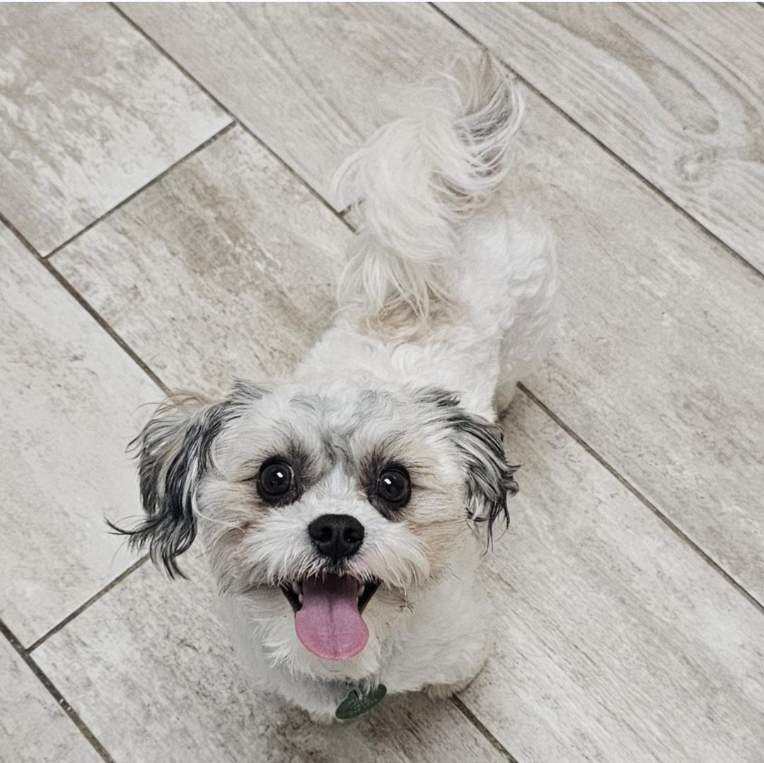 FREDDIE, adopted, Young Male Shih Tzu.