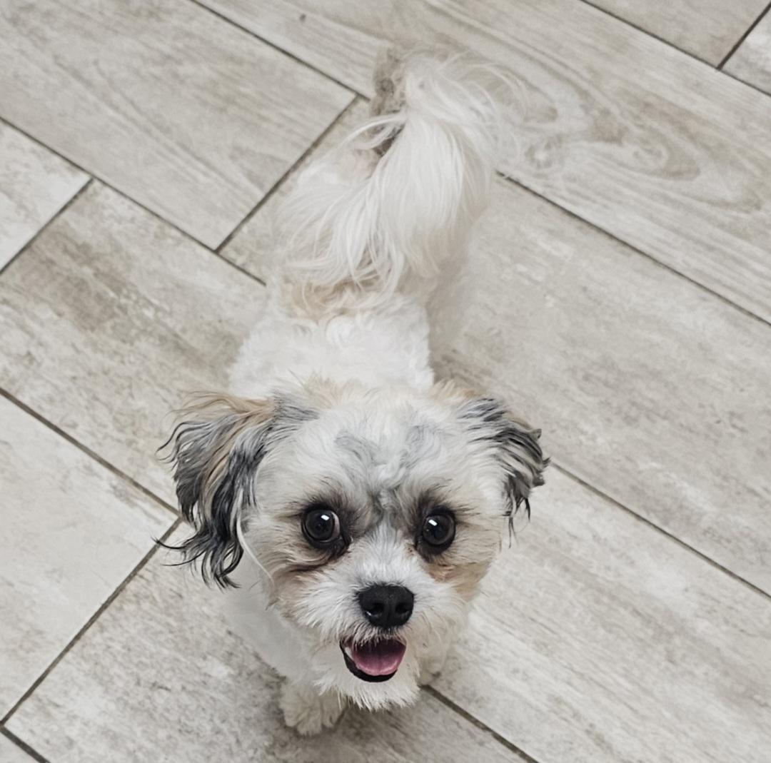 Enlarge FREDDIE, an adopted Shih Tzu in Fenton, MI image 5/6
