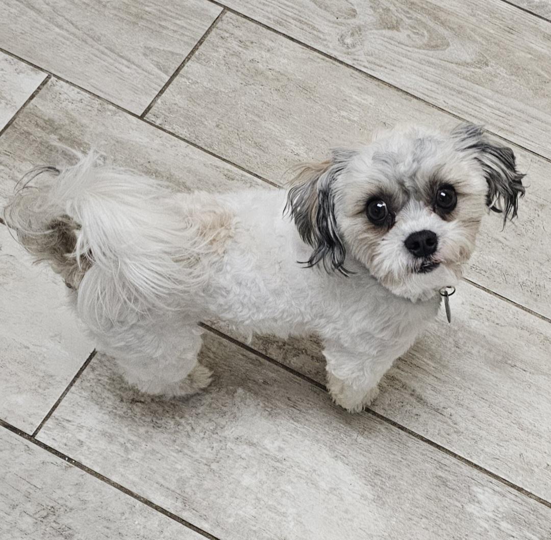Enlarge FREDDIE, an adopted Shih Tzu in Fenton, MI image 3/6