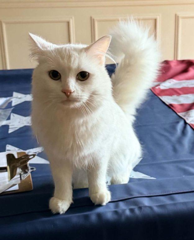 Nova, Adopted, Young Female Domestic Long Hair.