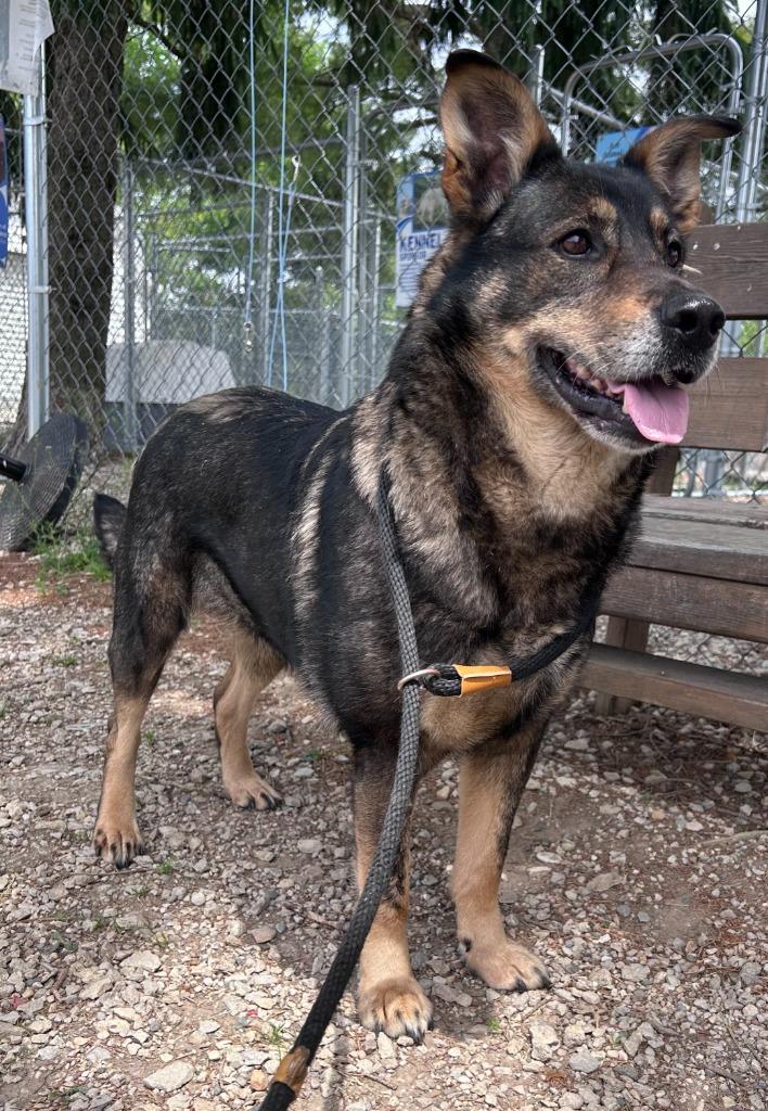 Shiloh, a Adoptable mixed breed in Lagrange, IN image 1/4