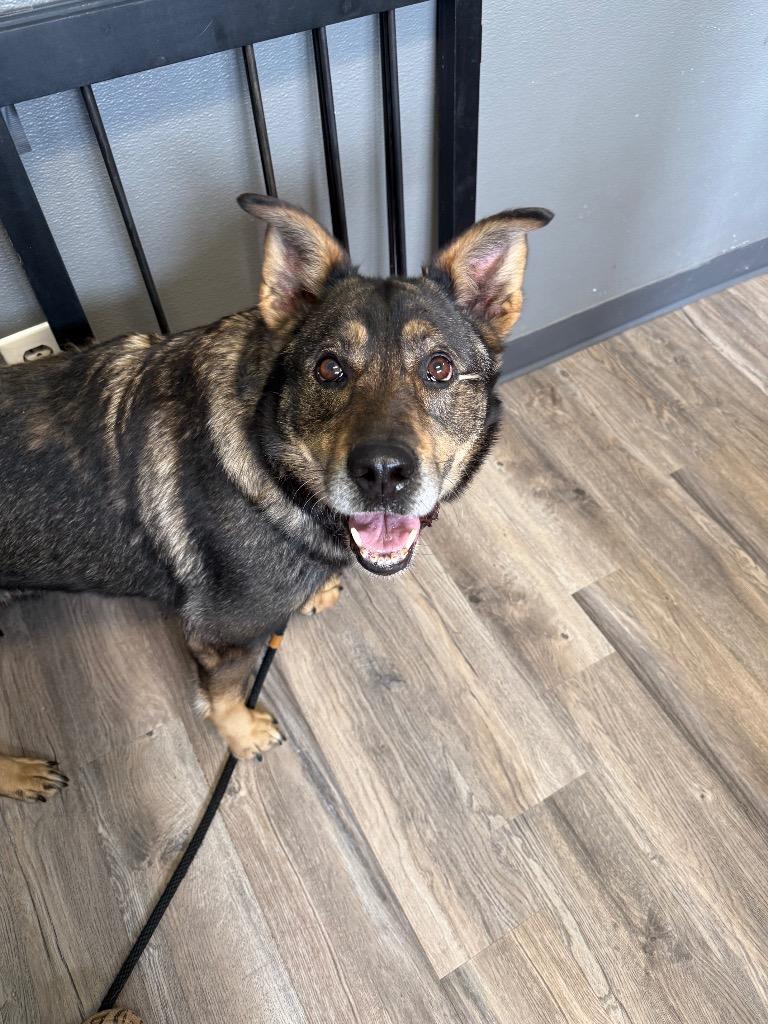 Shiloh, a Adoptable mixed breed in Lagrange, IN image 2/4