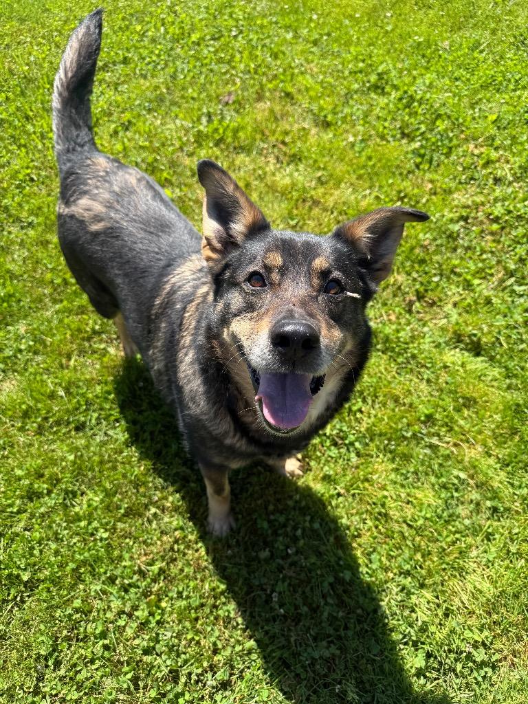Shiloh, a Adoptable mixed breed in Lagrange, IN image 3/4
