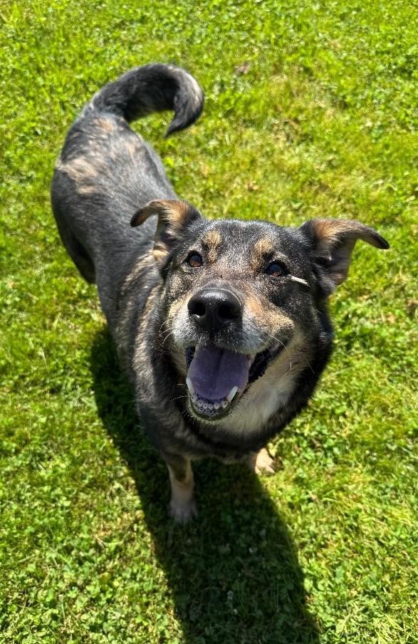 Shiloh, a Adoptable mixed breed in Lagrange, IN image 4/4