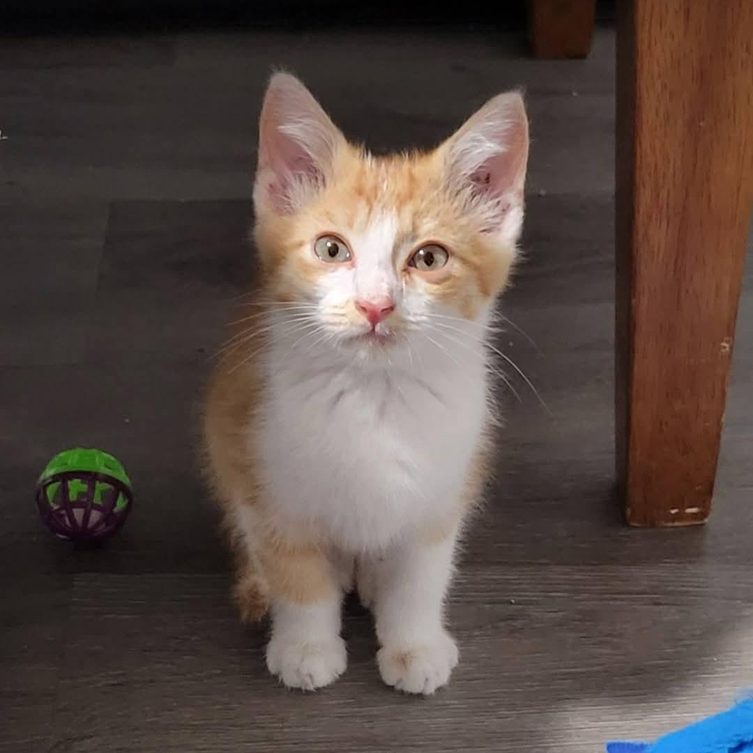 Jack