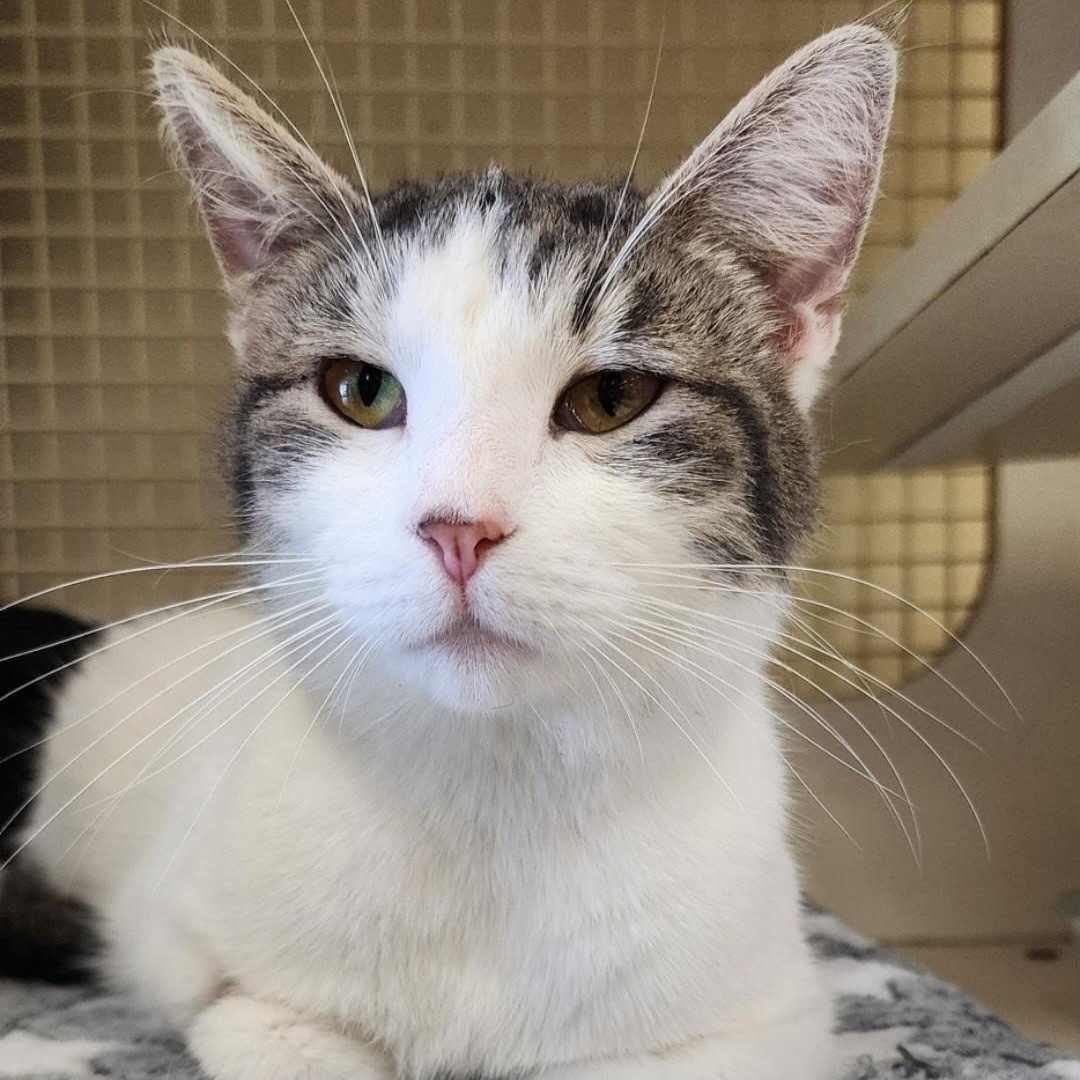 Enlarge Caddy Cat Vernor SF 0424 (bonded w/ Victor) AVO, a Adopted Domestic Short Hair in Troy, MI image 4/6