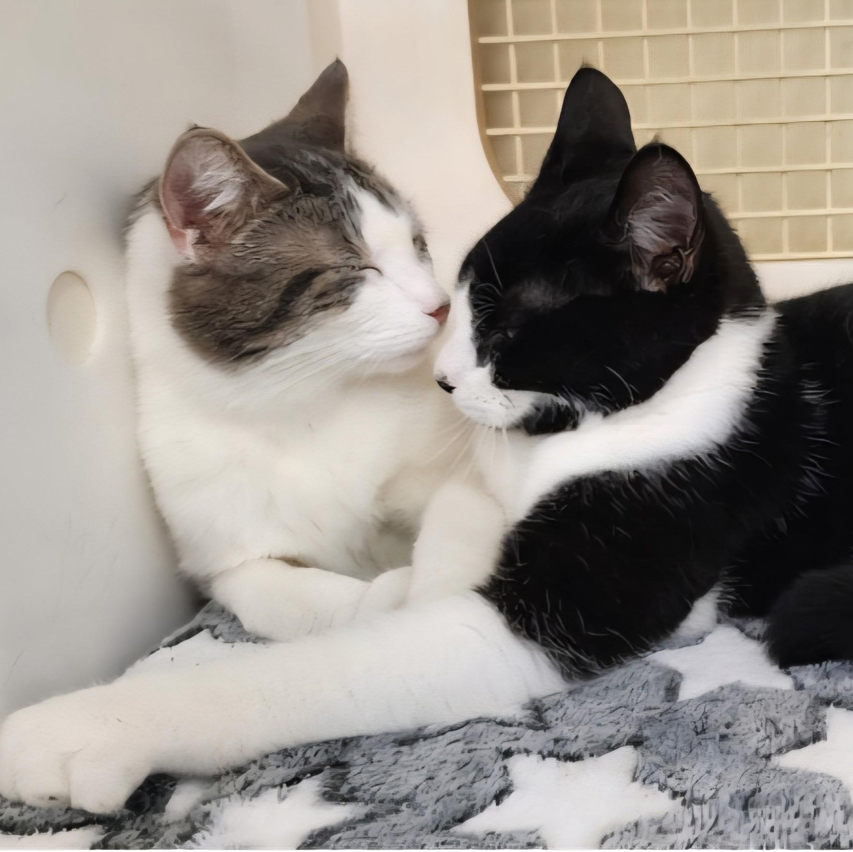 Enlarge Caddy Cat Vernor SF 0424 (bonded w/ Victor) AVO, a Adopted Domestic Short Hair in Troy, MI image 1/6