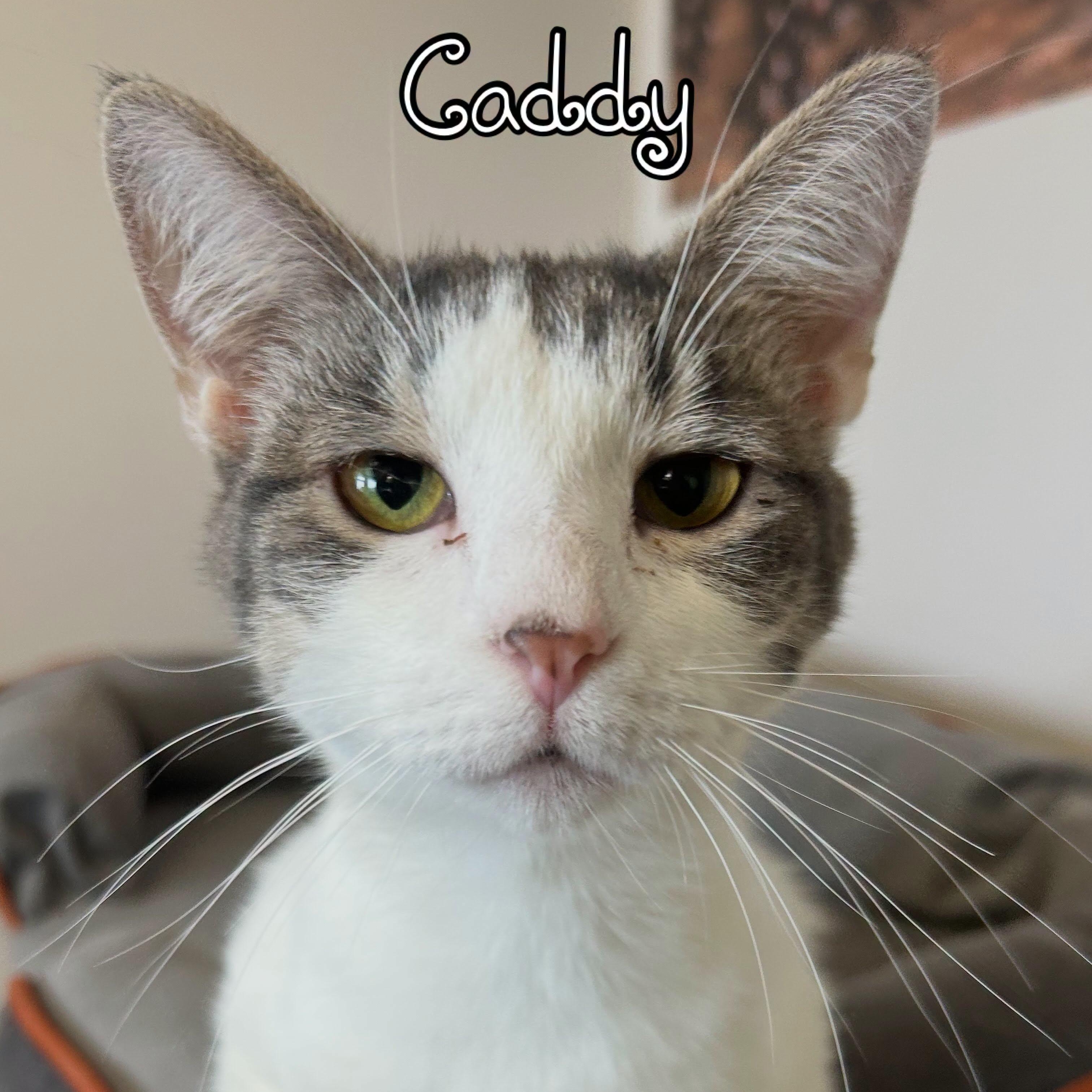 Enlarge Caddy Cat Vernor SF 0424 (bonded w/ Victor) AVO, a Adopted Domestic Short Hair in Troy, MI image 6/6
