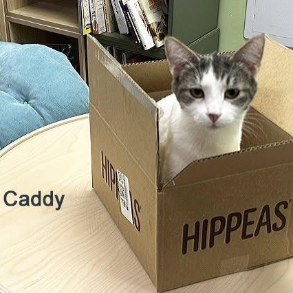 Enlarge Caddy Cat Vernor SF 0424 (bonded w/ Victor) AVO, a Adopted Domestic Short Hair in Troy, MI image 2/6
