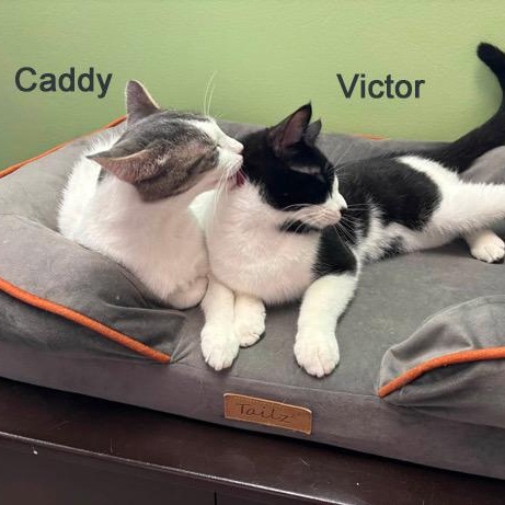 Enlarge Caddy Cat Vernor SF 0424 (bonded w/ Victor) AVO, a Adopted Domestic Short Hair in Troy, MI image 3/6