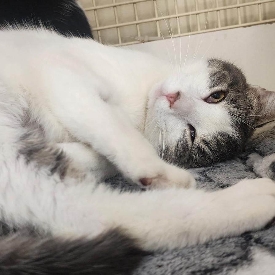 Enlarge Caddy Cat Vernor SF 0424 (bonded w/ Victor) AVO, a Adopted Domestic Short Hair in Troy, MI image 5/6