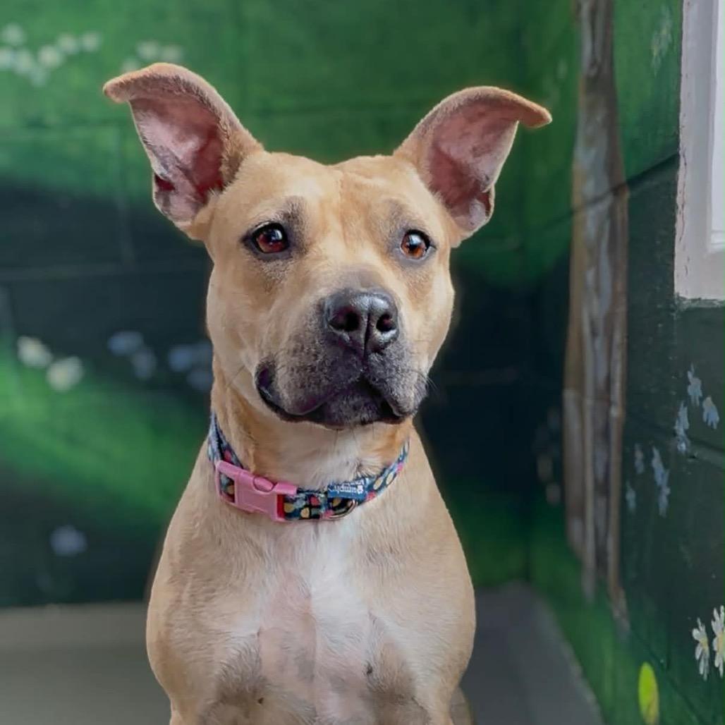 Enlarge Ivy, a Adoptable Pit Bull Terrier in Walnut Cove, NC image 2/6