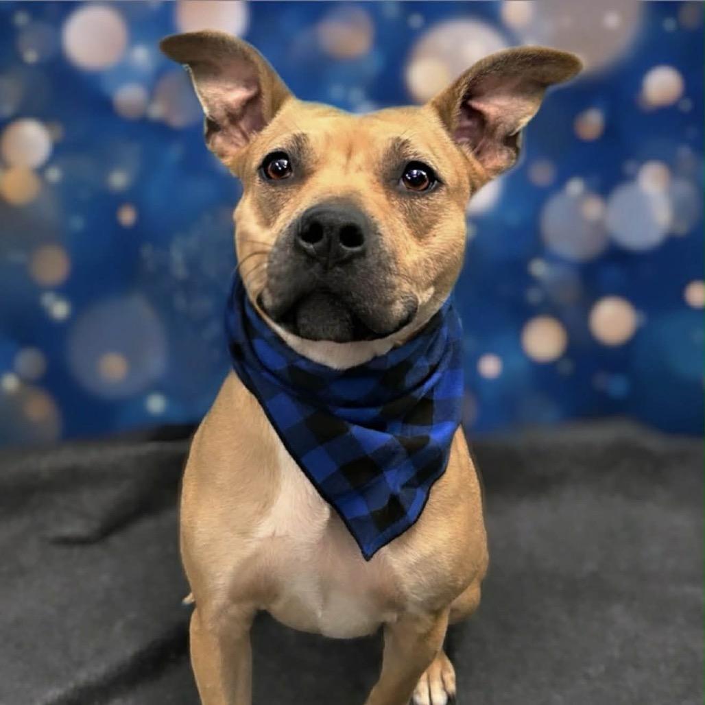 Enlarge Ivy, a Adoptable Pit Bull Terrier in Walnut Cove, NC image 3/6