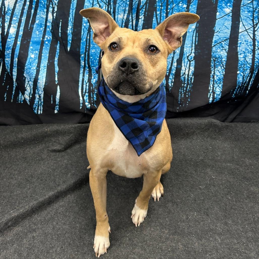 Enlarge Ivy, a Adoptable Pit Bull Terrier in Walnut Cove, NC image 4/6