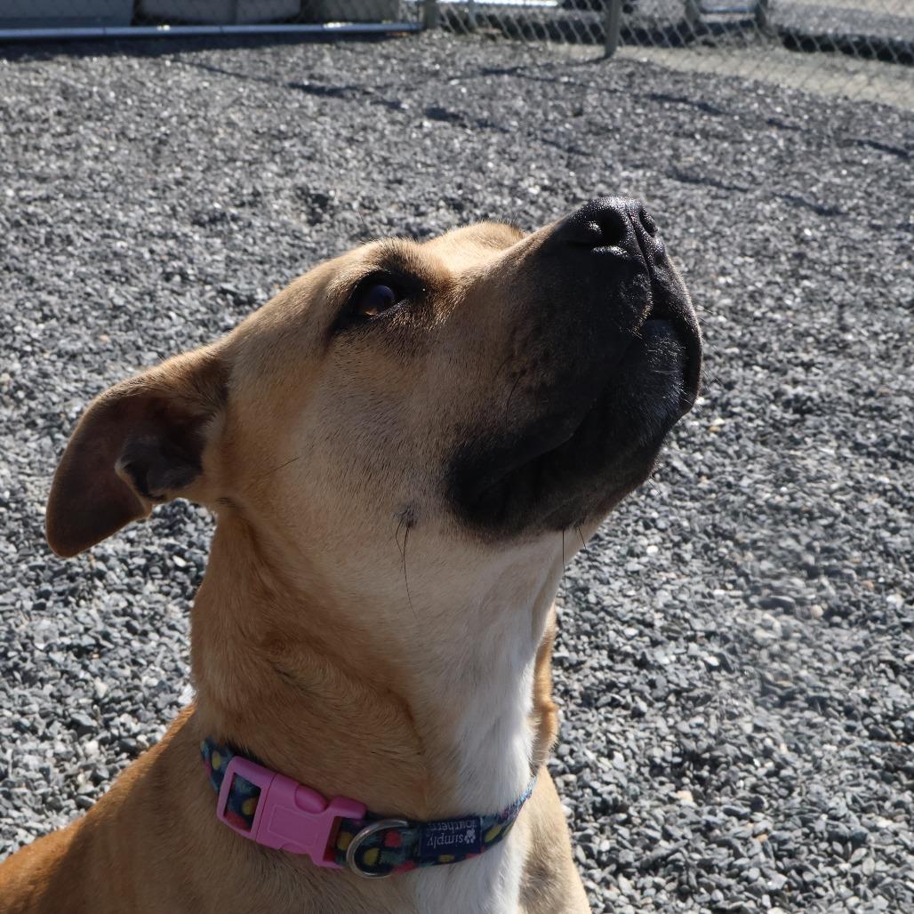 Enlarge Ivy, a Adoptable Pit Bull Terrier in Walnut Cove, NC image 5/6
