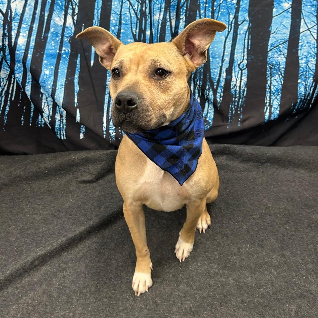 Enlarge Ivy, a Adoptable Pit Bull Terrier in Walnut Cove, NC image 6/6