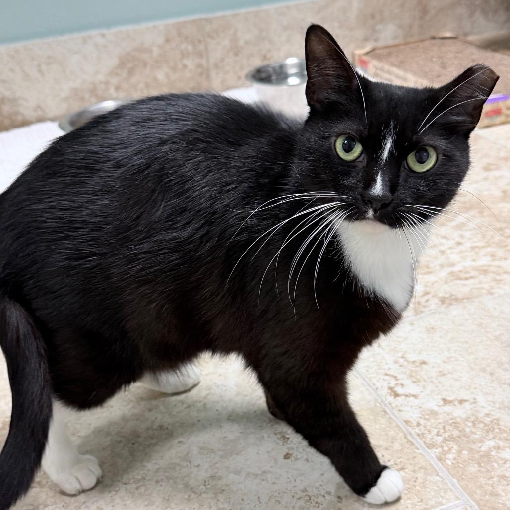 Breadstick, Adoptable, Adult Female Domestic Short Hair.