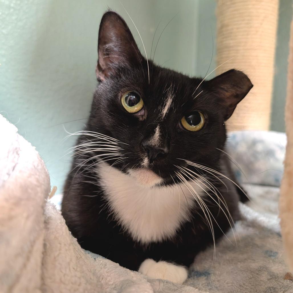 Breadstick, a Adoptable Domestic Short Hair in Titusville, FL image 2/3