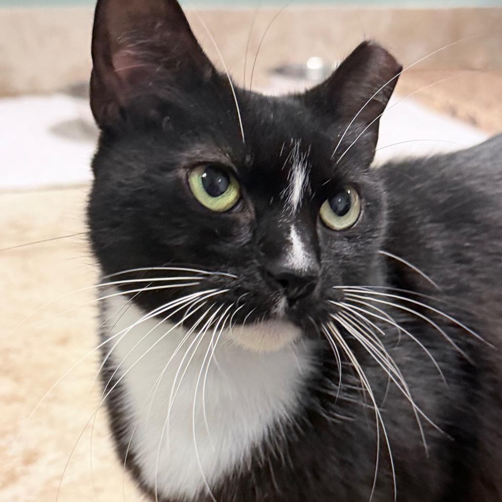 Breadstick, a Adoptable Domestic Short Hair in Titusville, FL image 3/3