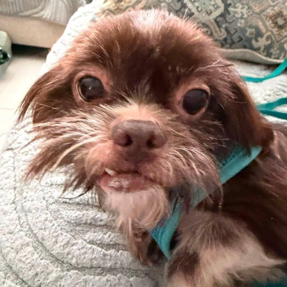 Jersey Miller, Adoptable, Adult Male Shih Tzu.