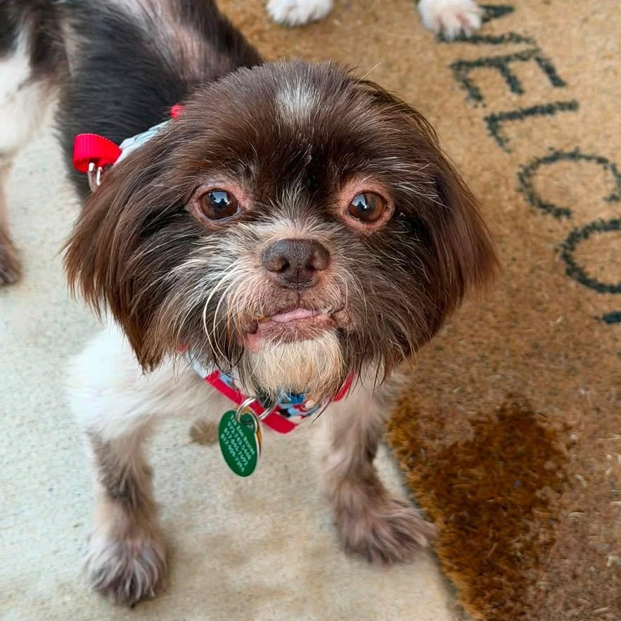 Enlarge Jersey Miller, a Adoptable Shih Tzu in Plano, TX image 3/3