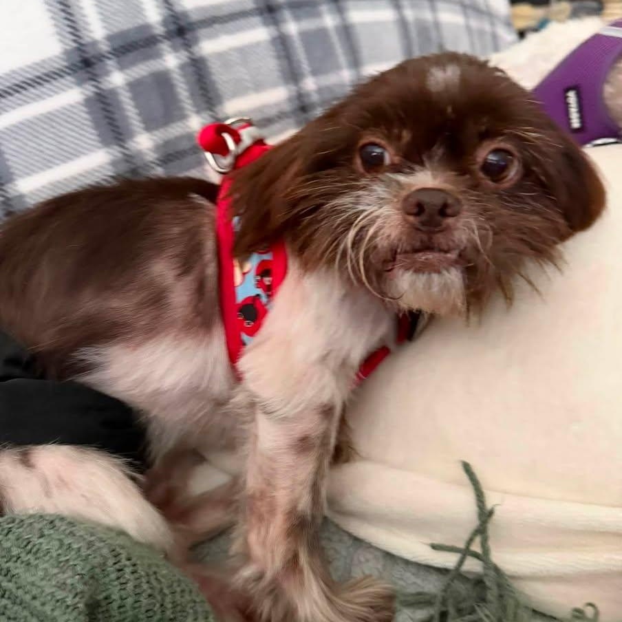 Enlarge Jersey Miller, a Adoptable Shih Tzu in Plano, TX image 2/3