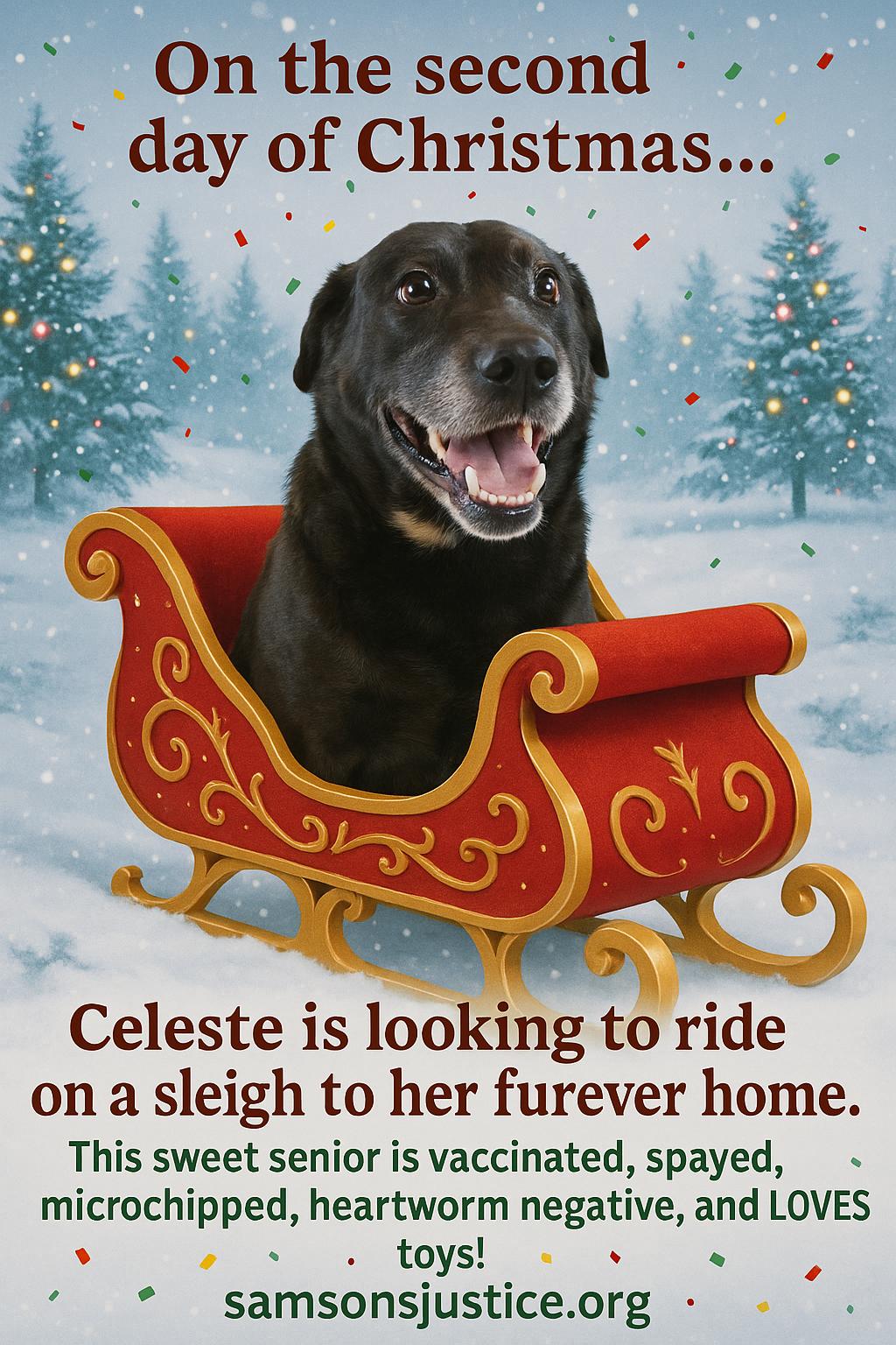 Celeste, Adopted, Adult Female Labrador Retriever.