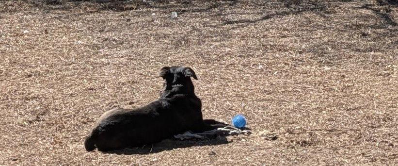 Enlarge Celeste, a Adopted mixed breed in Orange Grove, TX image 2/3