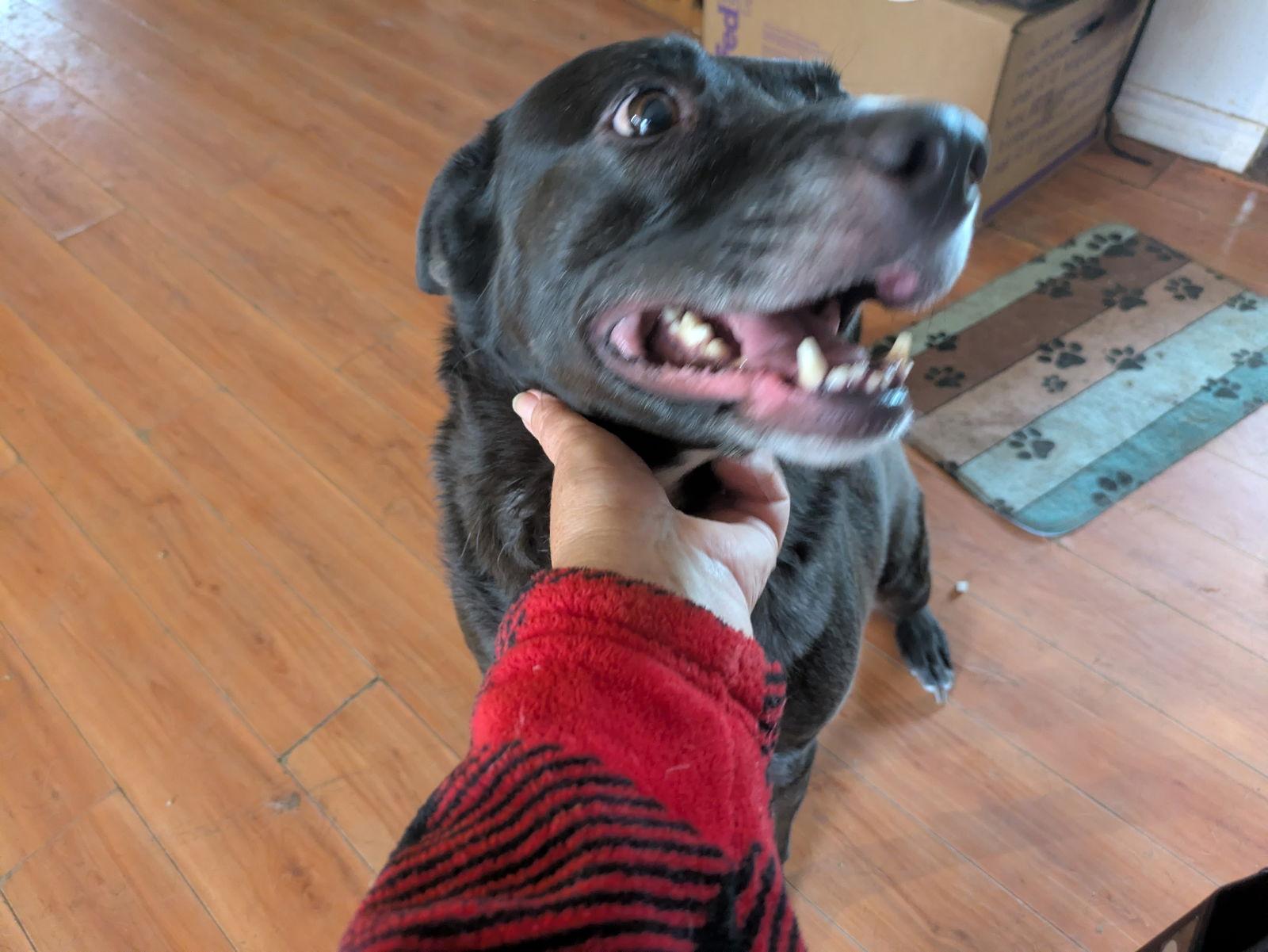 Celeste, a Adopted mixed breed in Orange Grove, TX image 2/3