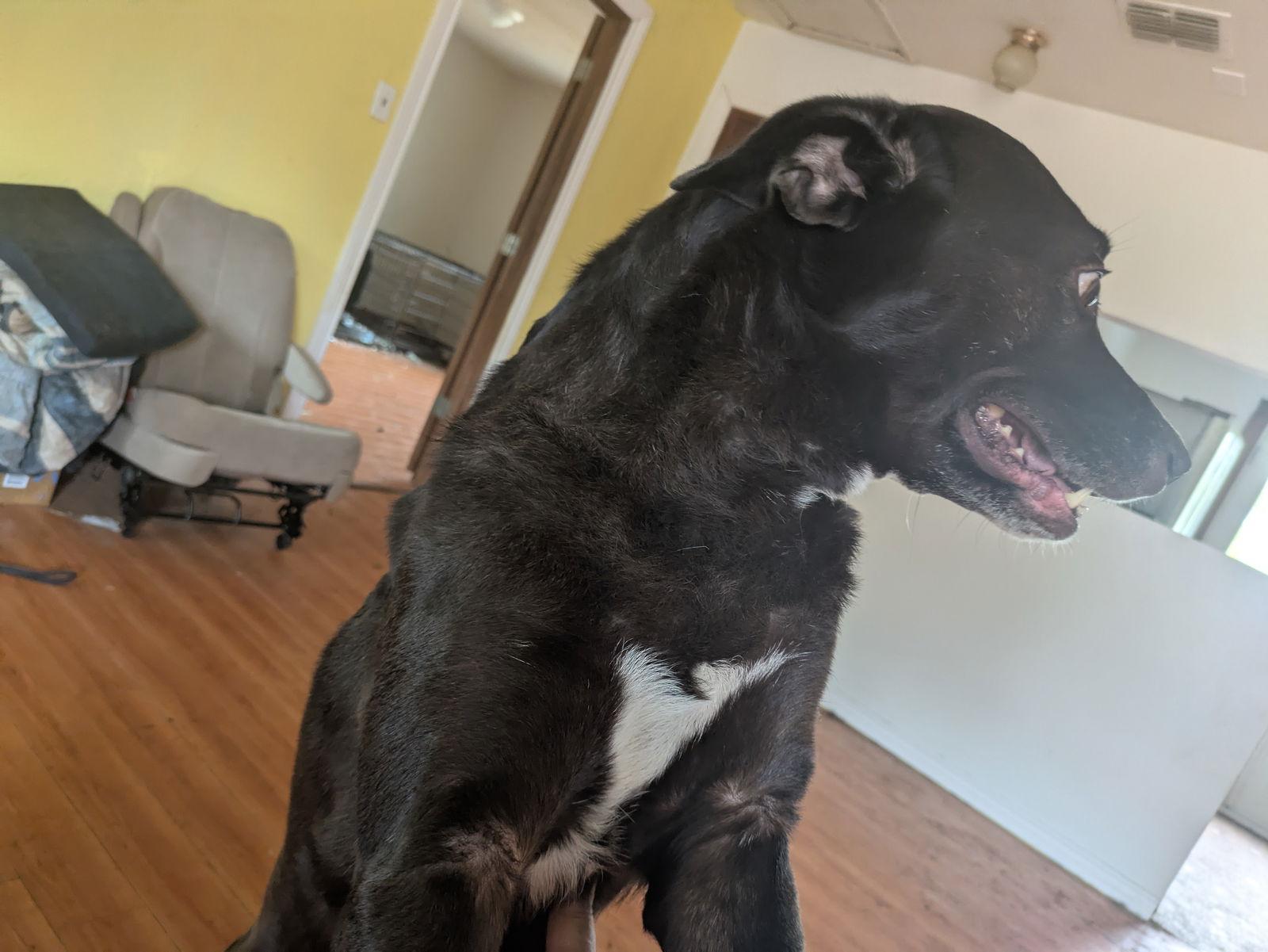 Celeste, a Adopted mixed breed in Orange Grove, TX image 3/3