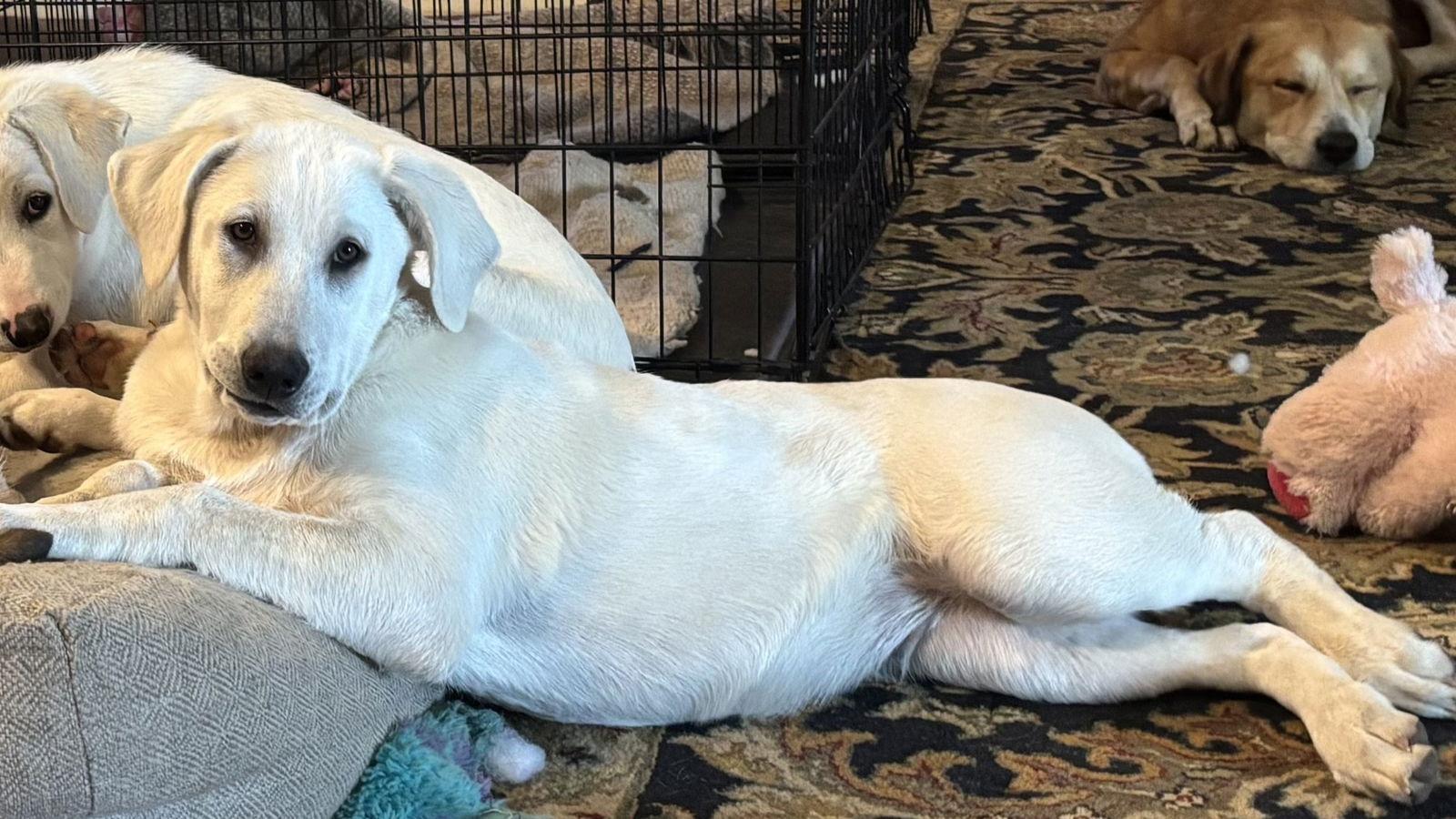 Barry, Adoptable, Young Male Great Pyrenees.