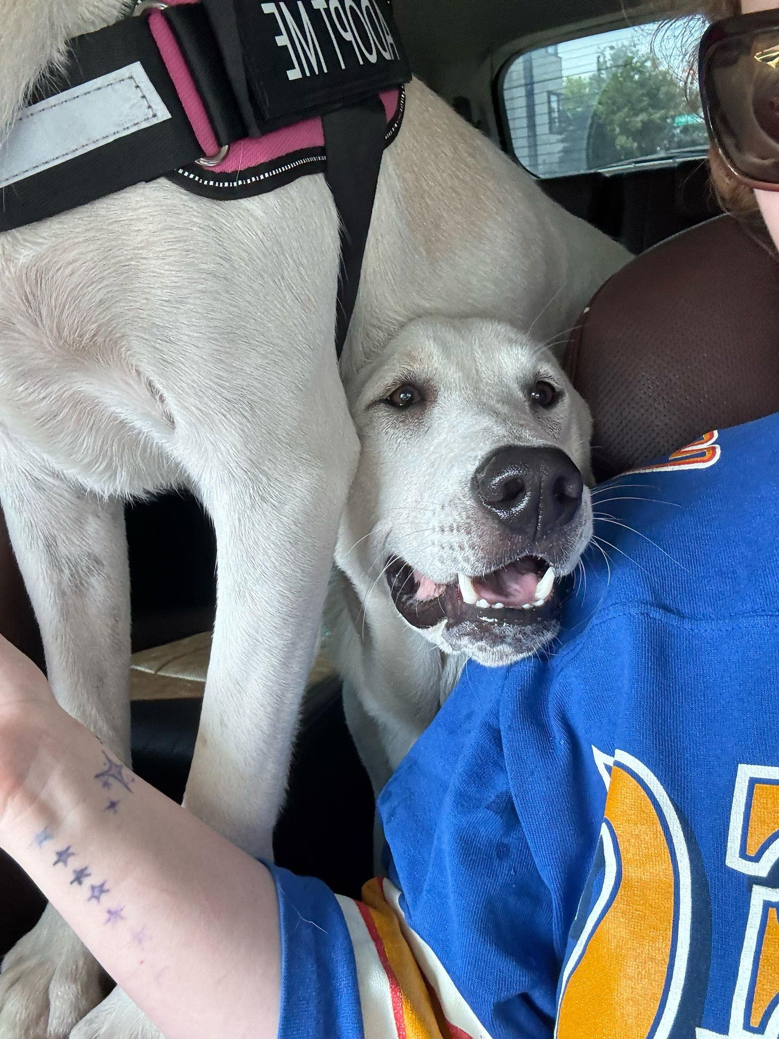 Barry, a Adoptable Great Pyrenees in Garland, TX image 2/3