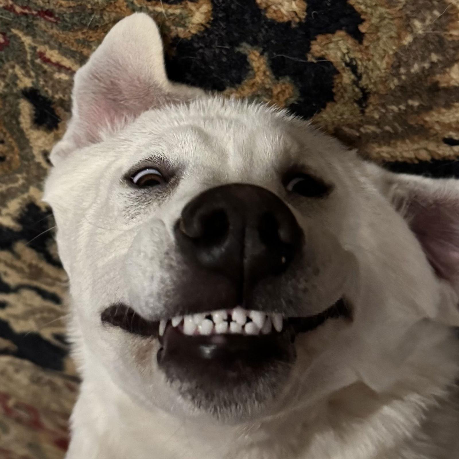 Barry, a Adoptable Great Pyrenees in Garland, TX image 3/3