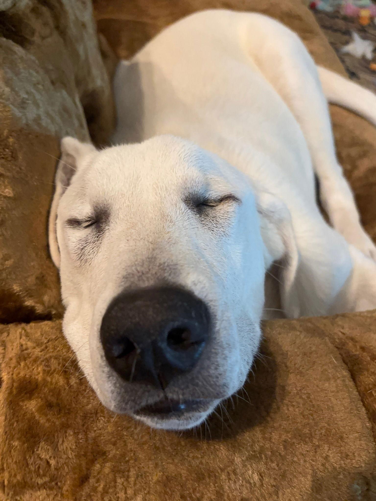 Enlarge Barry, a Adoptable Great Pyrenees in Garland, TX image 3/3