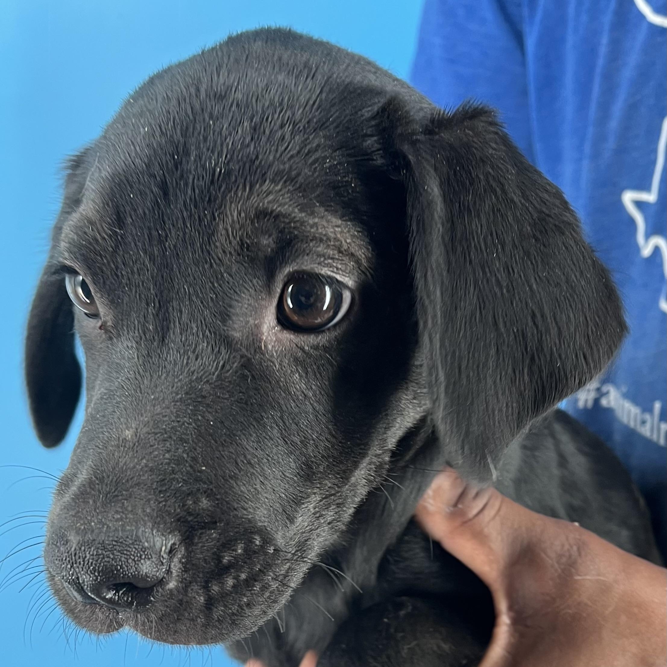 Dolly - Local Sept 26-28