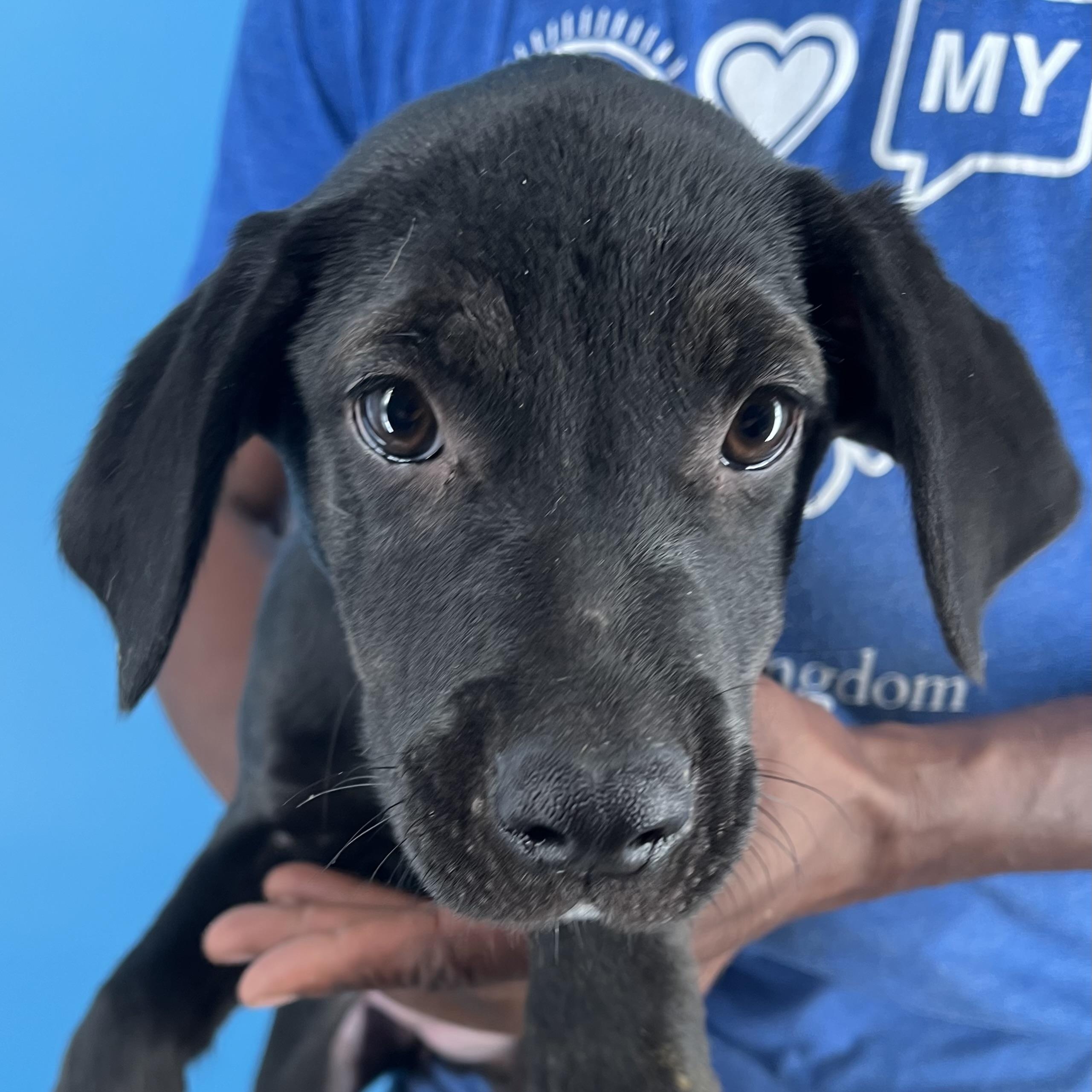 Dolly - Local Sept 26-28