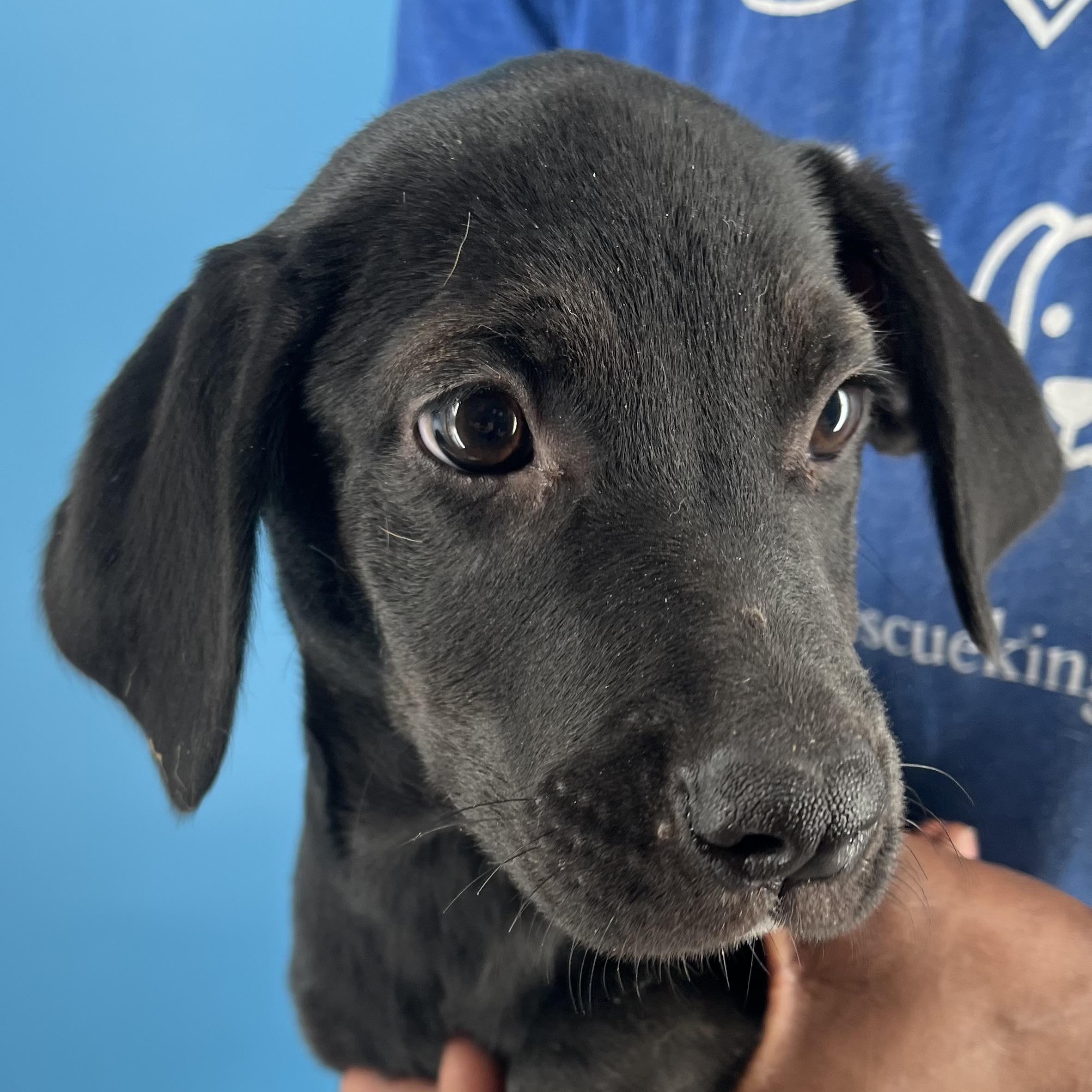 Dolly - Local Sept 26-28