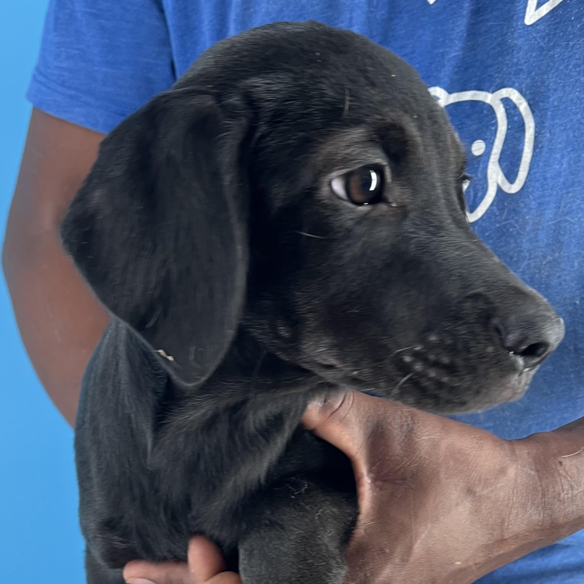 Dolly - Local Sept 26-28