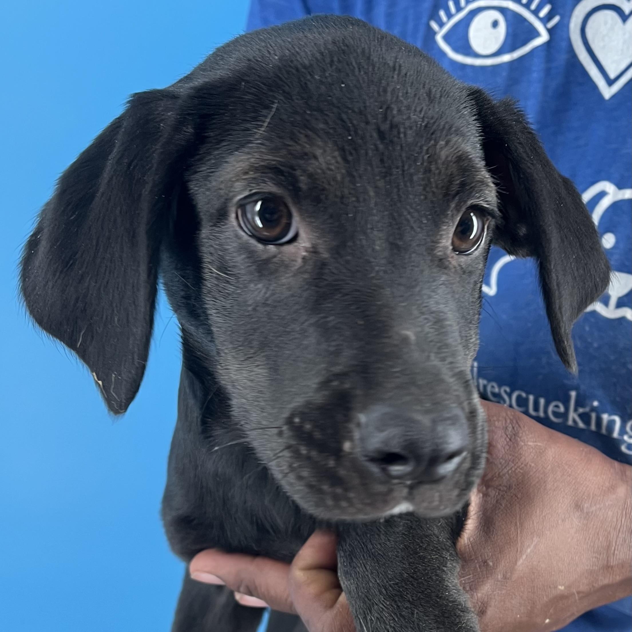 Dolly - Local Sept 26-28