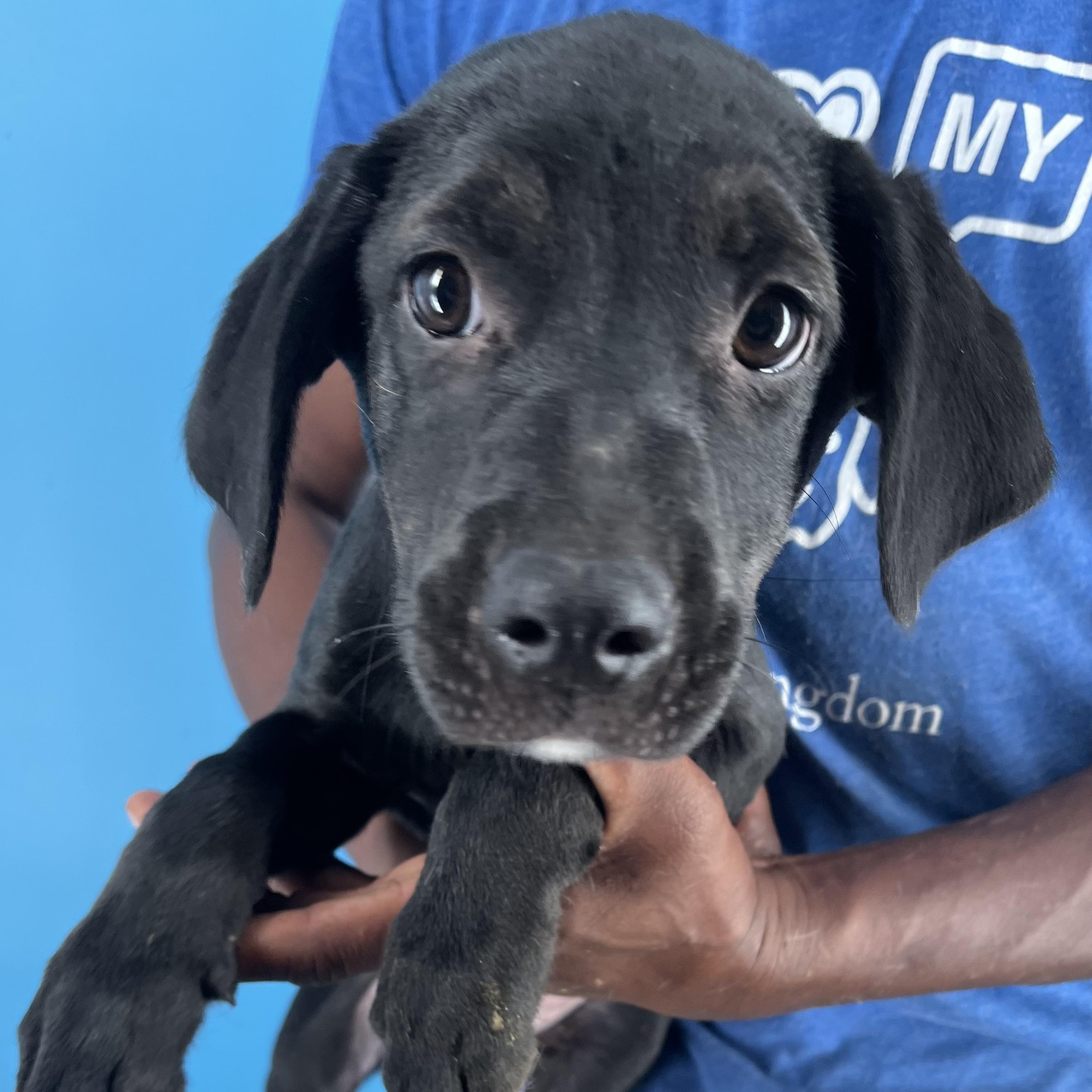 Dolly - Local Sept 26-28