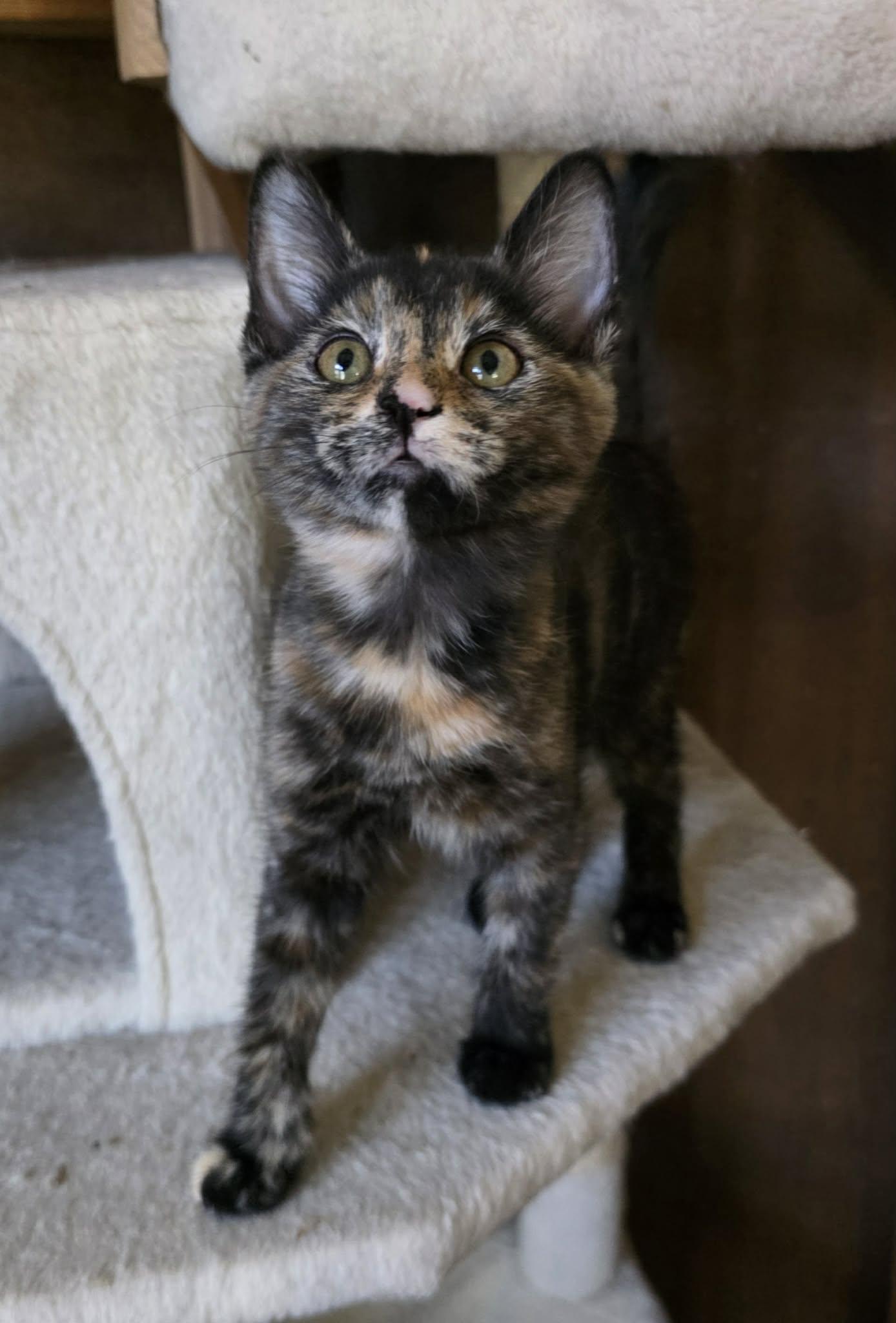 Navabi, ADOPTABLE, Young Female Domestic Short Hair.