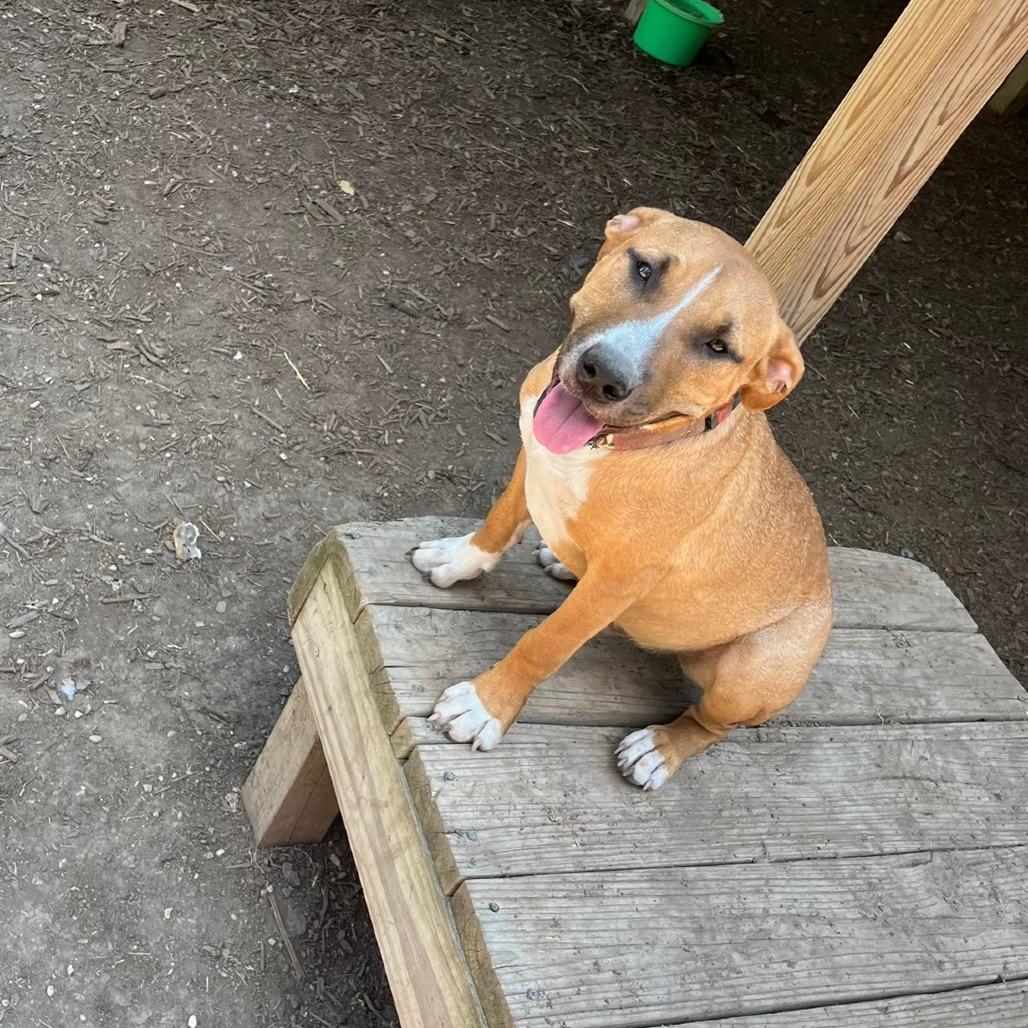 Paxton, Adoptable, Young Male Bull Terrier & Terrier.