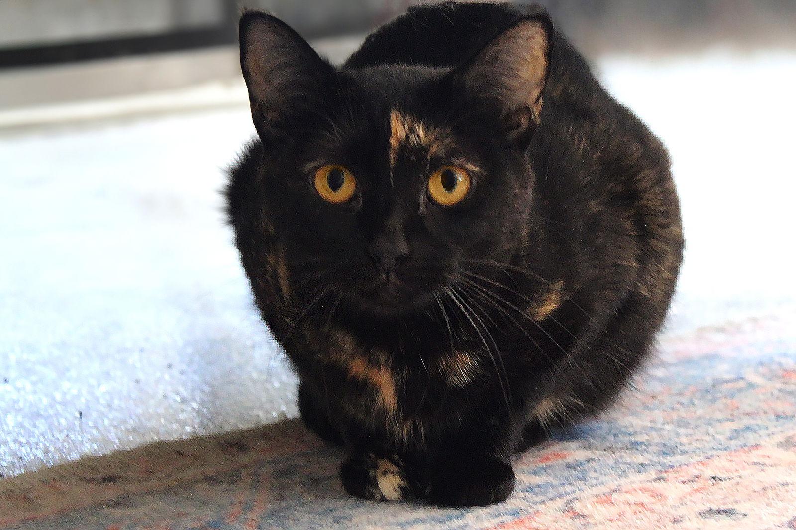 Mindi, Adoptable, Young Female Tortoiseshell & Domestic Short Hair.